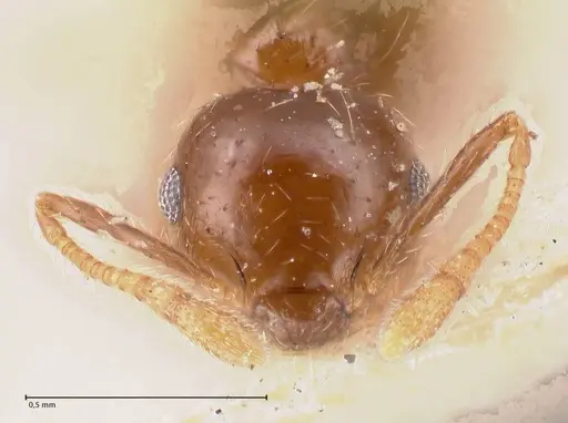 Crematogaster carinata specimen FOCOL0788-4 image focol0788-4_3