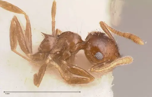 Crematogaster carinata specimen FOCOL0788-4 image focol0788-4_4