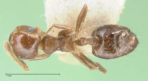 Crematogaster carinata specimen FOCOL1622 image focol1622_1