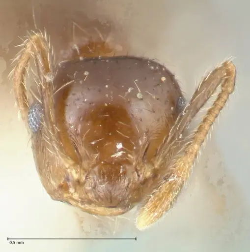 Crematogaster carinata specimen FOCOL1622 image focol1622_2