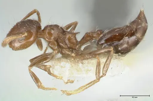 Crematogaster carinata specimen FOCOL1622 image focol1622_3