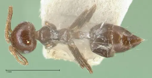 Crematogaster carinata specimen FOCOL1623 image focol1623_1
