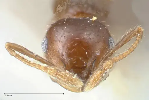 Crematogaster carinata specimen FOCOL1623 image focol1623_2