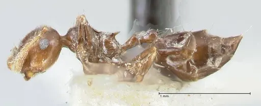 Crematogaster carinata specimen FOCOL1623 image focol1623_3