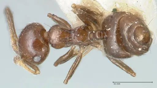 Crematogaster carinata specimen FOCOL1624 image focol1624_1