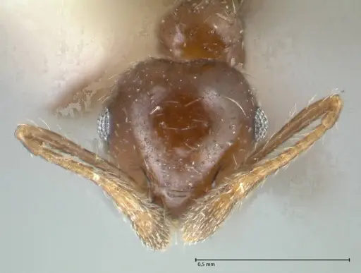 Crematogaster carinata specimen FOCOL1624 image focol1624_2