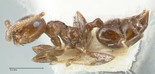 Crematogaster carinata specimen FOCOL1624 image focol1624_3