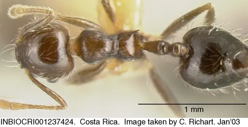 Crematogaster carinata specimen INBIOCRI001237424 image inbiocri001237424_1