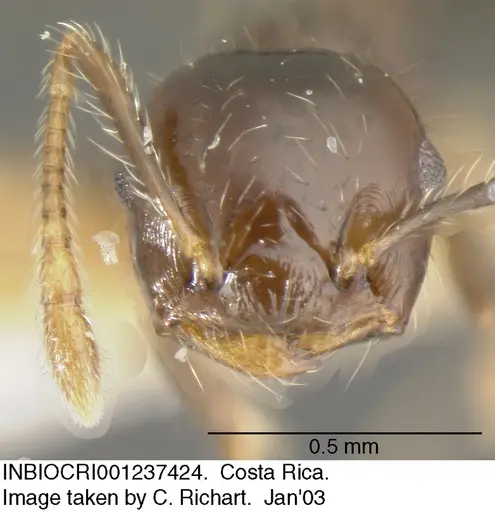 Crematogaster carinata specimen INBIOCRI001237424 image inbiocri001237424_2