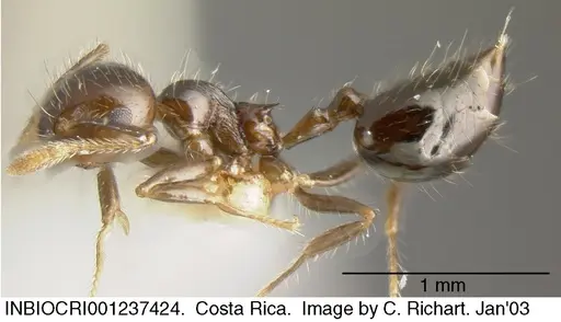 Crematogaster carinata specimen INBIOCRI001237424 image inbiocri001237424_3