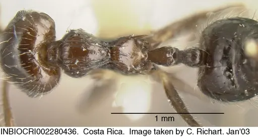 Crematogaster carinata specimen INBIOCRI002280436 image inbiocri002280436_1
