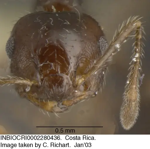 Crematogaster carinata specimen INBIOCRI002280436 image inbiocri002280436_2