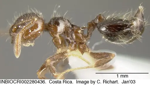 Crematogaster carinata specimen INBIOCRI002280436 image inbiocri002280436_3