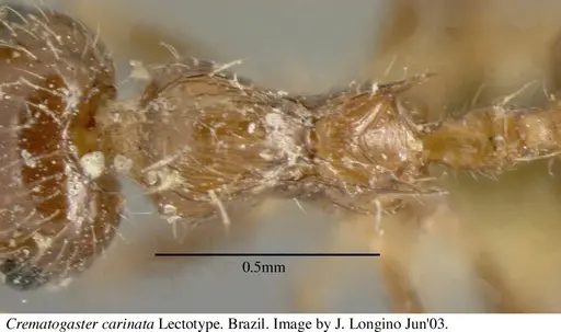 Crematogaster carinata specimen JTL055876 image jtl055876_1