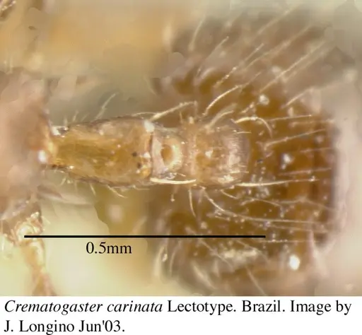 Crematogaster carinata specimen JTL055876 image jtl055876_2