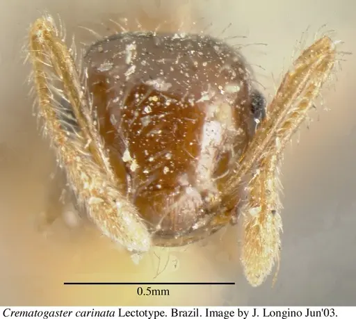 Crematogaster carinata specimen JTL055876 image jtl055876_3