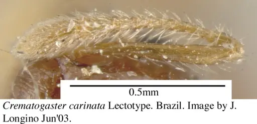 Crematogaster carinata specimen JTL055876 image jtl055876_4