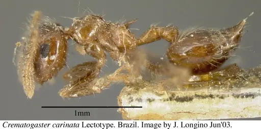 Crematogaster carinata specimen JTL055876 image jtl055876_5