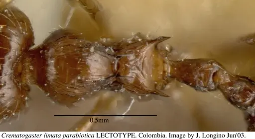 Crematogaster carinata specimen JTL056039 image jtl056039_1