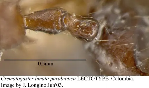 Crematogaster carinata specimen JTL056039 image jtl056039_2