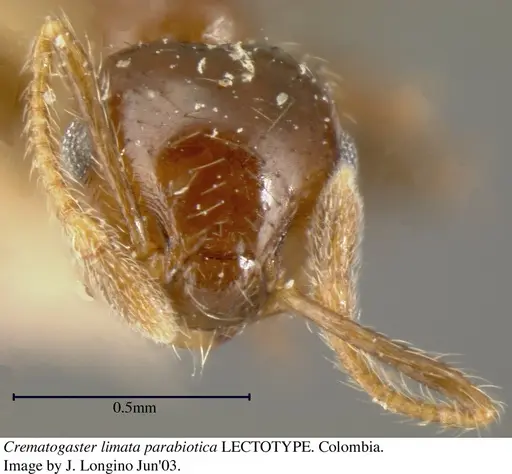 Crematogaster carinata specimen JTL056039 image jtl056039_3