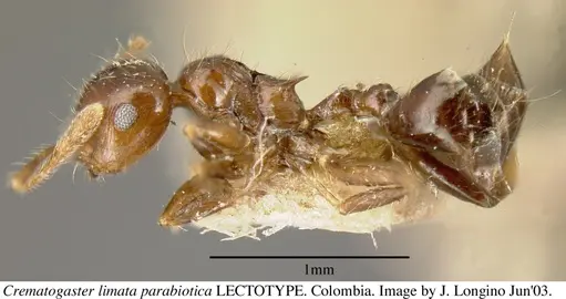 Crematogaster carinata specimen JTL056039 image jtl056039_4