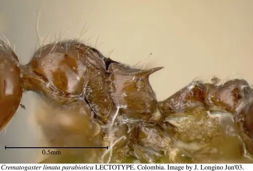 Crematogaster carinata specimen JTL056039 image jtl056039_5
