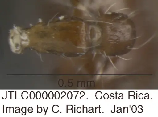 Crematogaster carinata specimen JTLC000002072 image jtlc000002072_1