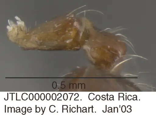 Crematogaster carinata specimen JTLC000002072 image jtlc000002072_2