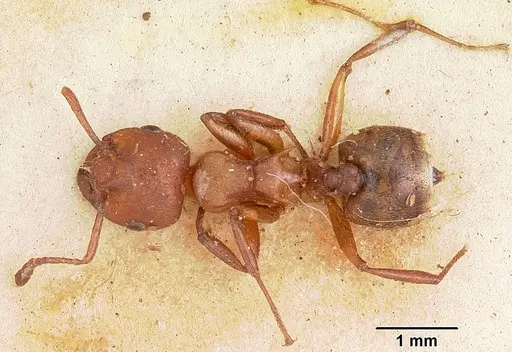 Crematogaster castanea specimen CASENT0102953 image casent0102953_1