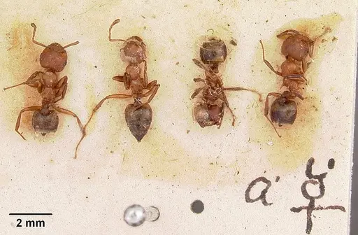 Crematogaster castanea specimen CASENT0102953 image casent0102953_2