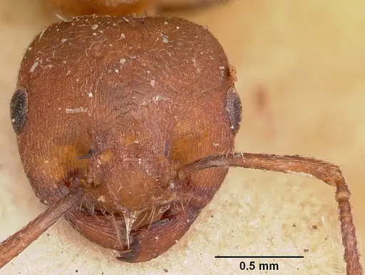 Crematogaster castanea specimen CASENT0102953 image casent0102953_3