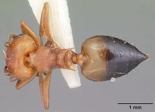 Crematogaster castanea specimen CASENT0102970 image casent0102970_1