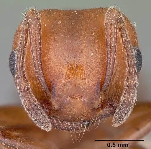 Crematogaster castanea specimen CASENT0102970 image casent0102970_2