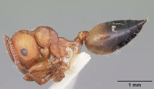 Crematogaster castanea specimen CASENT0102970 image casent0102970_3