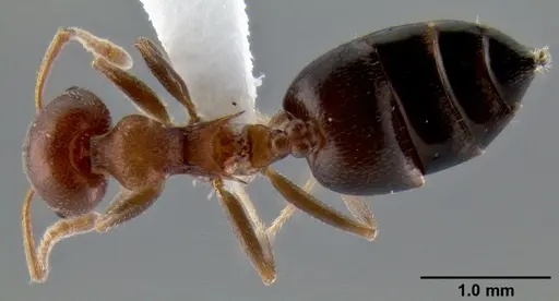 Crematogaster castanea specimen CASENT0193606 image casent0193606_1