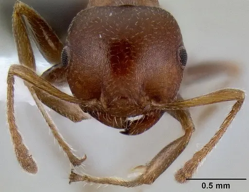 Crematogaster castanea specimen CASENT0193606 image casent0193606_2
