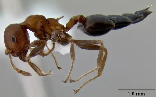 Crematogaster castanea specimen CASENT0193606 image casent0193606_3