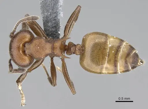 Crematogaster castanea specimen CASENT0785950 image casent0785950_1