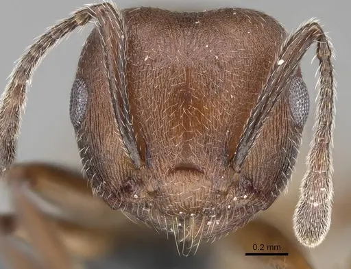 Crematogaster castanea specimen CASENT0785950 image casent0785950_2