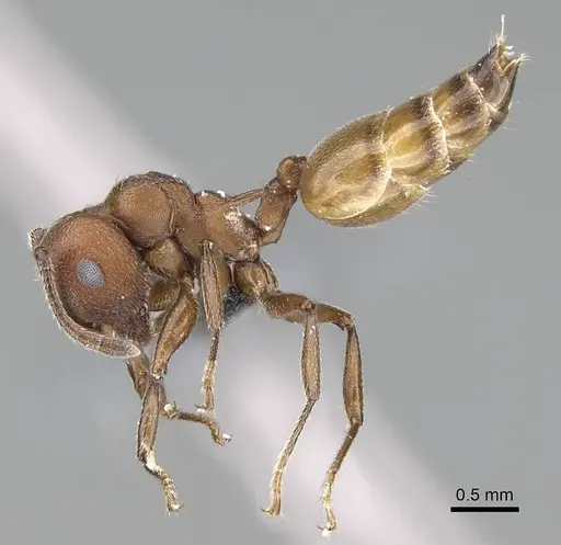 Crematogaster castanea specimen CASENT0785950 image casent0785950_3
