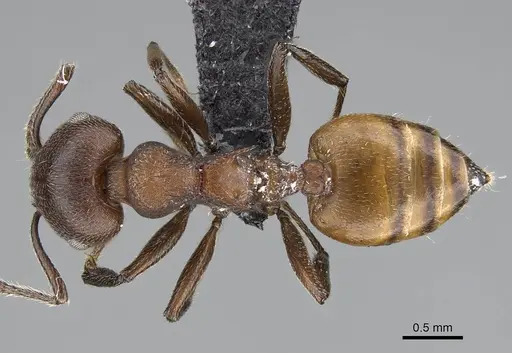Crematogaster castanea specimen CASENT0822207 image casent0822207_1