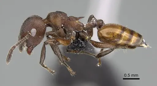 Crematogaster castanea specimen CASENT0822207 image casent0822207_3