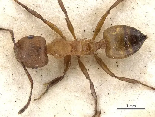 Crematogaster castanea specimen CASENT0902083 image casent0902083_1