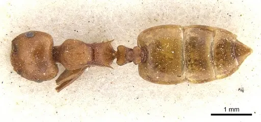 Crematogaster castanea specimen CASENT0902084 image casent0902084_1
