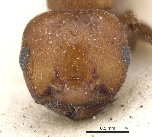 Crematogaster castanea specimen CASENT0902084 image casent0902084_2