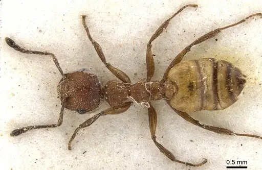 Crematogaster castanea specimen CASENT0902085 image casent0902085_1