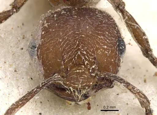 Crematogaster castanea specimen CASENT0902085 image casent0902085_2