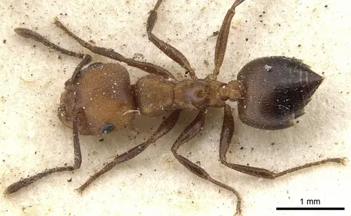 Crematogaster castanea specimen CASENT0902086 image casent0902086_1