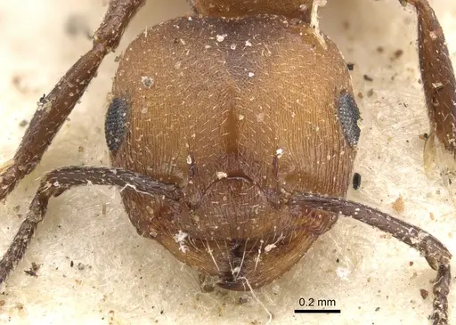 Crematogaster castanea specimen CASENT0902086 image casent0902086_2